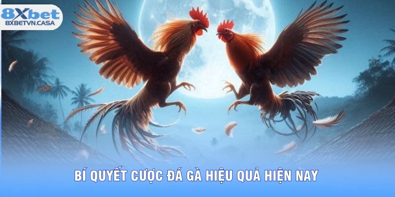 Bí quyết cược đá gà hiệu quả hiện nay