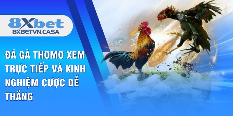 Đá Gà Thomo Xem Trực Tiếp Và Kinh Nghiệm Cược Dễ Thắng