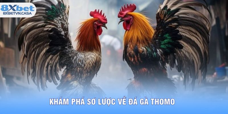 Khám phá sơ lược về đá gà thomo 